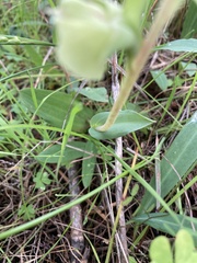 Pterygodium catholicum