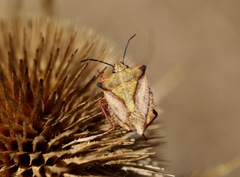 Carpocoris mediterraneus