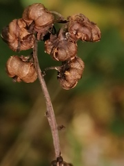 Pyrola minor