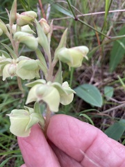 Pterygodium catholicum