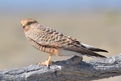 Falco rupicoloides