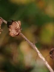 Pyrola minor