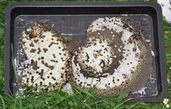Vespula germanica