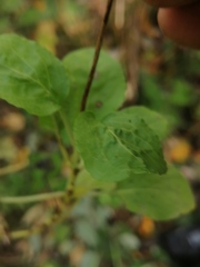 Pyrola minor