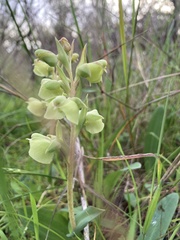 Pterygodium catholicum