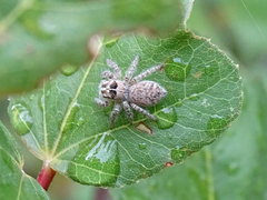 Philaeus chrysops