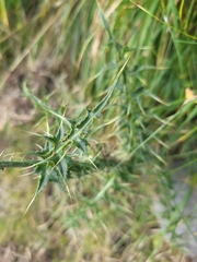 Carduus