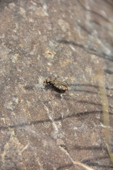 Cicindela oregona