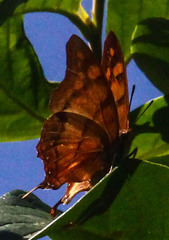 Polyura zoolina