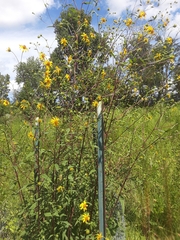Helianthus schweinitzii