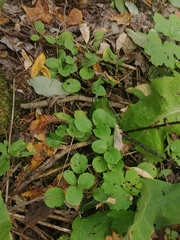 Pyrola minor