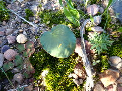 Pelargonium asarifolium