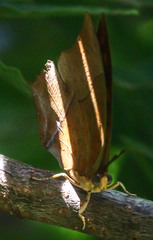 Charaxes varanes varanes