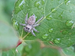 Philaeus chrysops