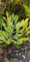 Notobubon galbanum