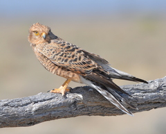 Falco rupicoloides