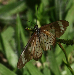 Acraea encedon encedon