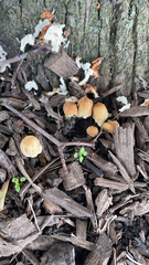 Coprinellus micaceus