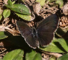 Zizeeria knysna