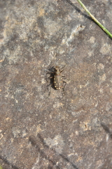 Cicindela oregona