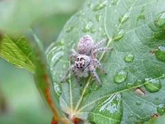 Philaeus chrysops