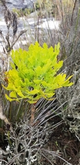 Notobubon galbanum