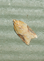 Acleris