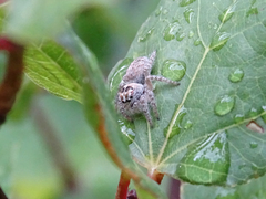 Philaeus chrysops