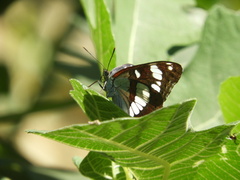 Limenitis reducta