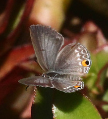 Euchrysops malathana