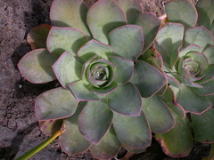 Aeonium hierrense