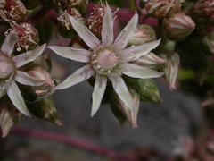 Aeonium hierrense