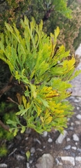 Notobubon galbanum