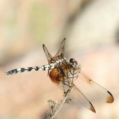 Dythemis fugax