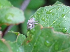 Philaeus chrysops