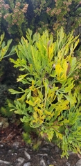 Notobubon galbanum