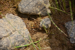 Mischocyttarus flavitarsis