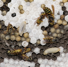 Vespula germanica