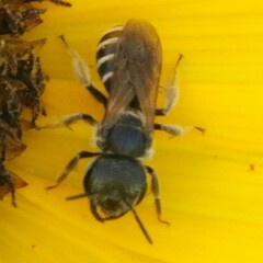 Halictus ligatus