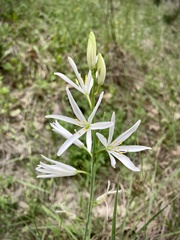 Anthericum liliago