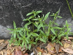 Oldenlandia corymbosa