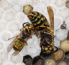 Vespula germanica
