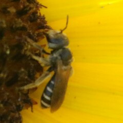 Halictus ligatus