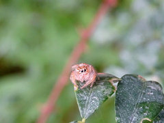 Thyene imperialis