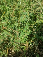 Polygonum arenastrum