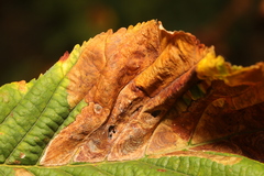 Phyllosticta sphaeropsoidea