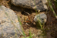 Mischocyttarus flavitarsis