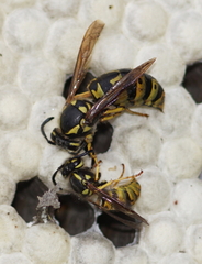 Vespula germanica