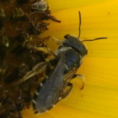 Halictus ligatus