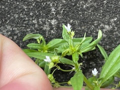 Oldenlandia corymbosa